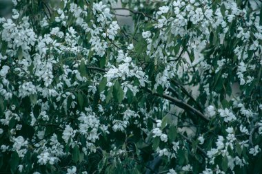Baharda güpegündüz bir ağacın yeşil yaprakları