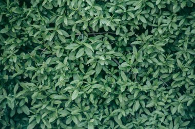 Baharda güpegündüz bir ağacın yeşil yaprakları