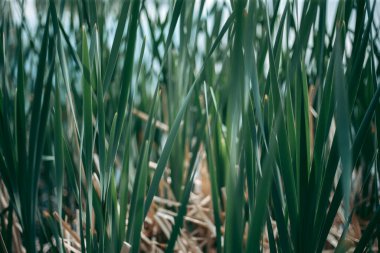 Baharda güpegündüz bir ağacın yeşil yaprakları