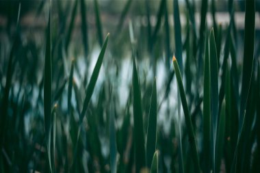 Baharda güpegündüz bir ağacın yeşil yaprakları