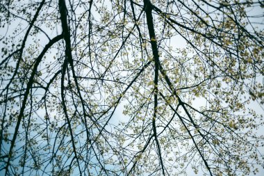 Baharda güpegündüz bir ağacın yeşil yaprakları