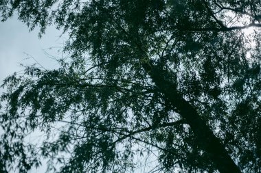 Baharda güpegündüz bir ağacın yeşil yaprakları