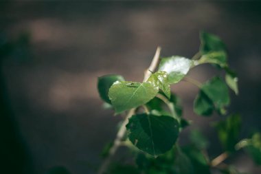 Sivrisinek yazın yeşil bir yaprağa oturur.