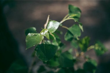 Sivrisinek yazın yeşil bir yaprağa oturur.