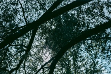 Baharda güpegündüz bir ağacın yeşil yaprakları