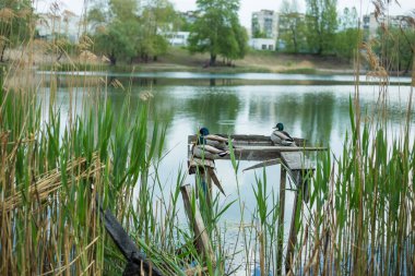 Ördek gölün kıyısındaki iskelede oturuyor.