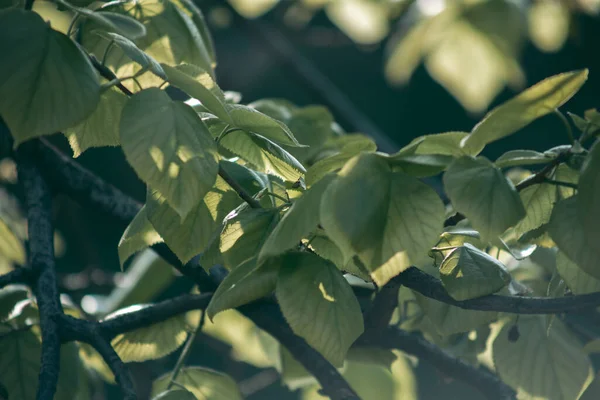 Las Hojas Verdes Del Árbol Luz Del Día Primavera — Foto de Stock