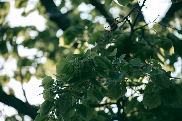 Zielone Liście Drzewa Świetle Dziennym Wiosną — Zdjęcie stockowe
