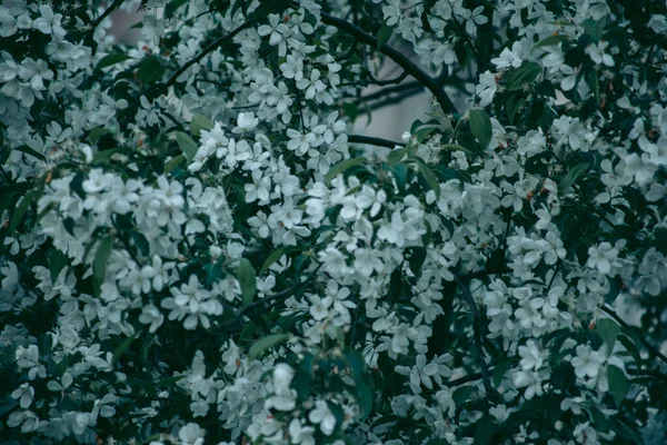 Las Hojas Verdes Del Árbol Luz Del Día Primavera —  Fotos de Stock