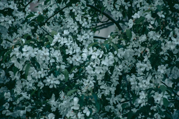 Gröna Blad Ett Träd Dagsljus Våren — Stockfoto