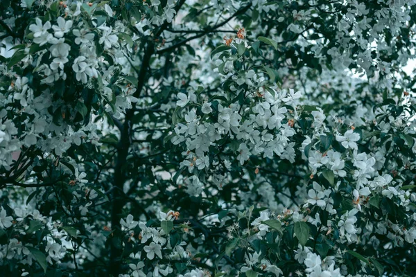 Las Hojas Verdes Del Árbol Luz Del Día Primavera —  Fotos de Stock