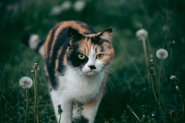 Chat Tricolore Entouré Par Nature Regardant Caméra — Photo