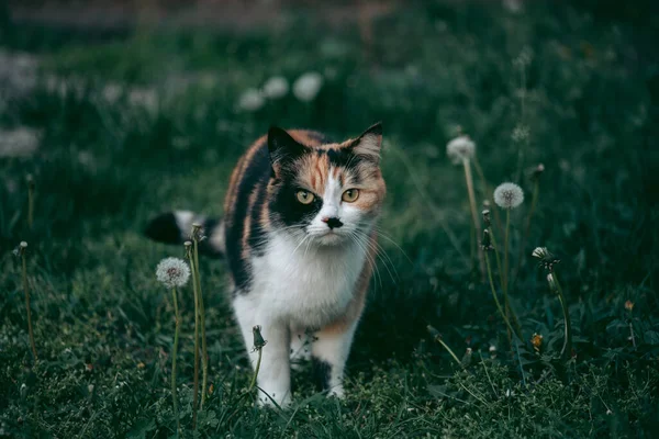 Trojbarevná Kočka Obklopená Přírodou Dívající Kamery — Stock fotografie