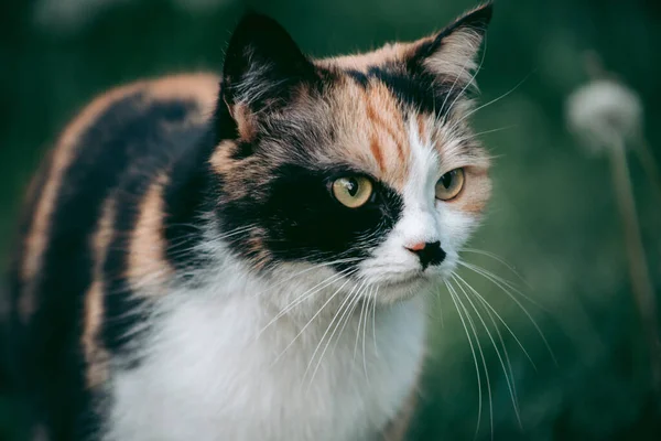 Tricolor Γάτα Περιβάλλεται Από Φύση Κοιτάζοντας Την Κάμερα — Φωτογραφία Αρχείου