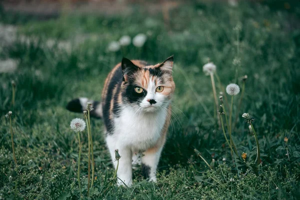 Gato Tricolor Cercado Pela Natureza Olhando Para Câmera — Fotografia de Stock