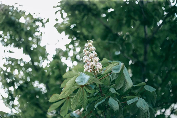 Las Hojas Verdes Del Árbol Luz Del Día Primavera —  Fotos de Stock