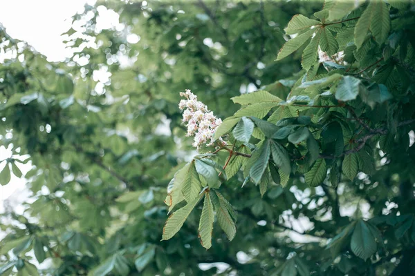 Las Hojas Verdes Del Árbol Luz Del Día Primavera —  Fotos de Stock