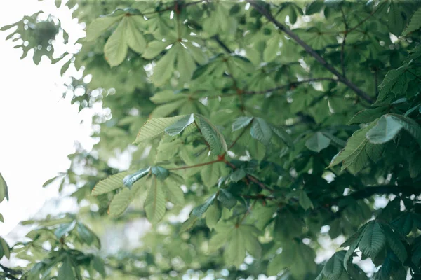 Folhas Verdes Uma Árvore Luz Dia Primavera — Fotografia de Stock