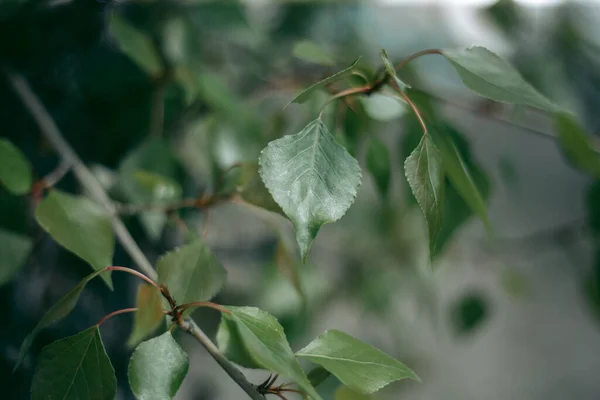 Gröna Blad Ett Träd Dagsljus Våren — Stockfoto