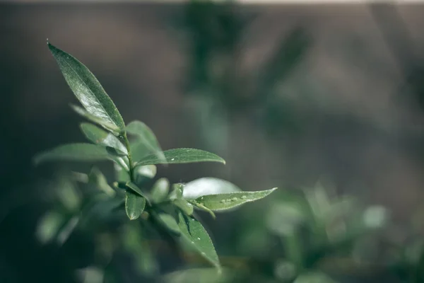 Las Hojas Verdes Del Árbol Luz Del Día Primavera — Foto de Stock