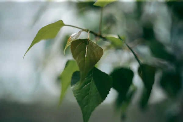 Gröna Blad Ett Träd Dagsljus Våren — Stockfoto