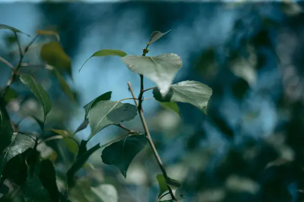 Gröna Blad Ett Träd Dagsljus Våren — Stockfoto