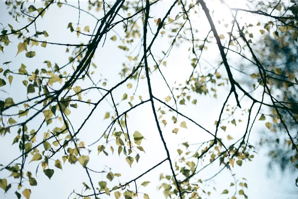春天阳光下的绿叶 — 图库照片
