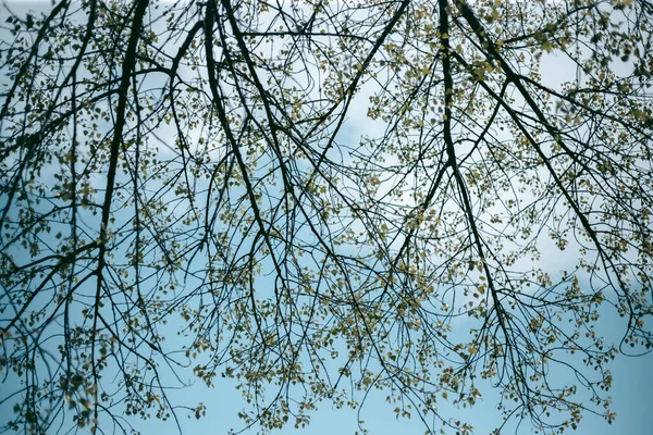 Baharda Güpegündüz Bir Ağacın Yeşil Yaprakları — Stok fotoğraf