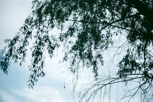 Gröna Blad Ett Träd Dagsljus Våren — Stockfoto