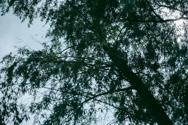 Gröna Blad Ett Träd Dagsljus Våren — Stockfoto