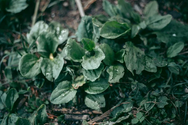 Gröna Blad Ett Träd Dagsljus Våren — Stockfoto