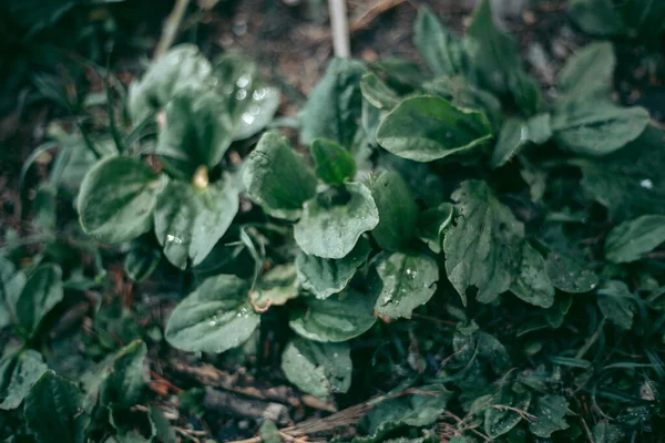 Gröna Blad Ett Träd Dagsljus Våren — Stockfoto