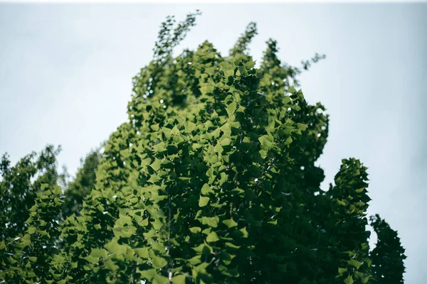 Πράσινα Φύλλα Δέντρου Στο Φως Της Ημέρας Την Άνοιξη — Φωτογραφία Αρχείου