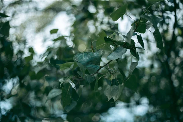 Foglie Verdi Albero Luce Del Giorno Primavera — Foto Stock