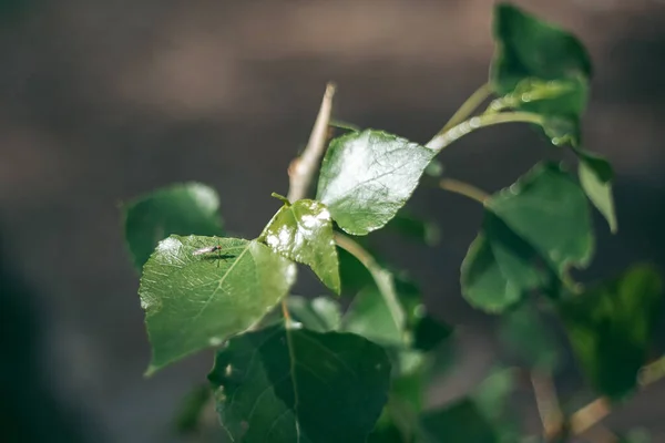 Летом Москиты Сидят Зеленом Листе — стоковое фото