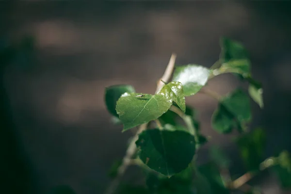 Mosquito Sienta Sobre Una Hoja Verde Verano — Foto de Stock