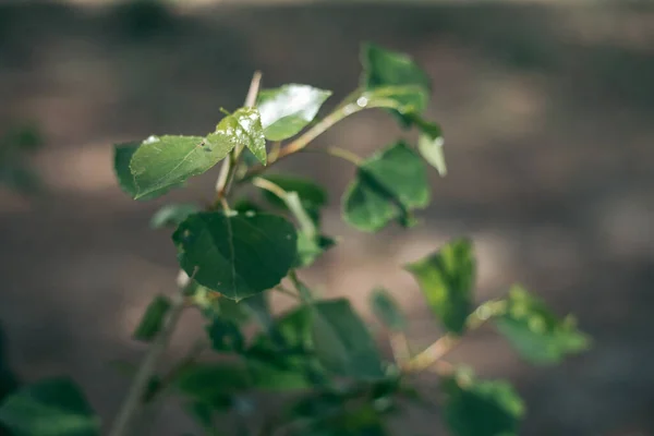 Myggan Sitter Ett Grönt Löv Sommaren — Stockfoto
