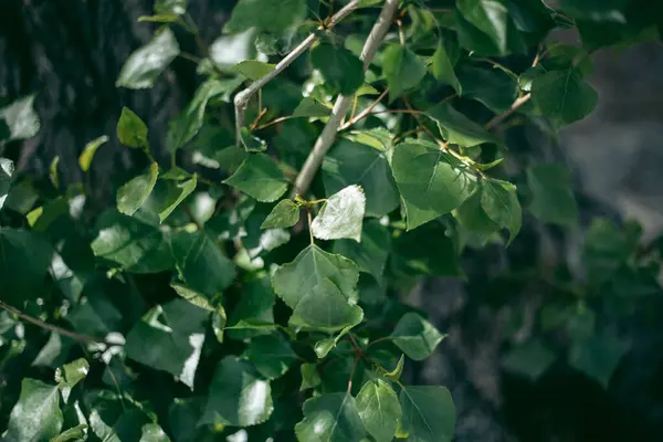 Gröna Blad Ett Träd Dagsljus Våren — Stockfoto