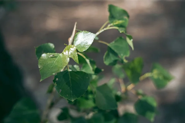 Mosquito Sienta Sobre Una Hoja Verde Verano — Foto de Stock