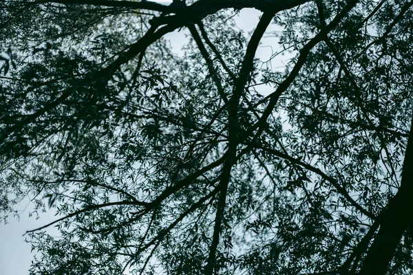 Gröna Blad Ett Träd Dagsljus Våren — Stockfoto