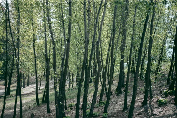 Gröna Blad Ett Träd Dagsljus Våren — Stockfoto