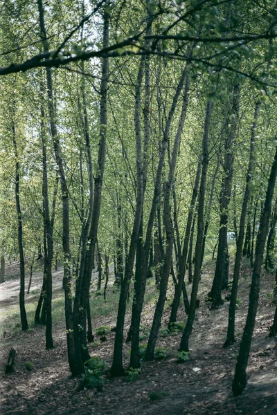 Las Hojas Verdes Del Árbol Luz Del Día Primavera — Foto de Stock