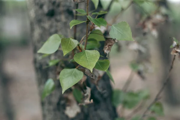 春は昼間の木の緑の葉 — ストック写真