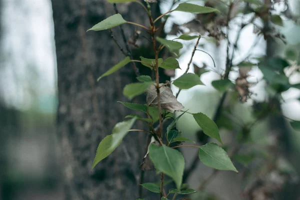 Gröna Blad Ett Träd Dagsljus Våren — Stockfoto