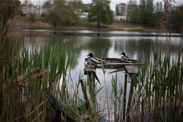Duck Sits Pier Lake — Stock Photo, Image