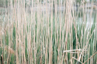 Baharda güpegündüz bir ağacın yeşil yaprakları