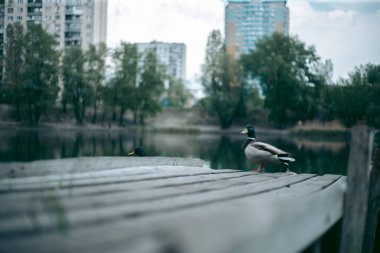 Ördek gölün kıyısındaki iskelede oturuyor.