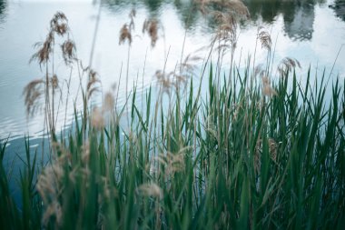 Baharda güpegündüz bir ağacın yeşil yaprakları