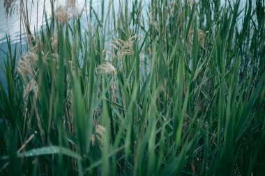 Baharda güpegündüz bir ağacın yeşil yaprakları