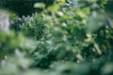 Bahar öğleden sonra leylak çalısı açar.